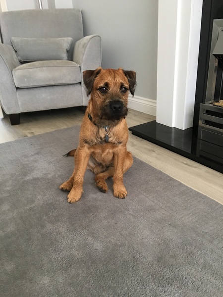 Pictures of our dogs...