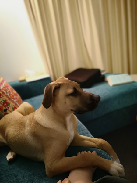 Please help us name our rescue puppy!