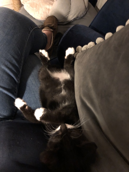 How many cats is too many cats?
