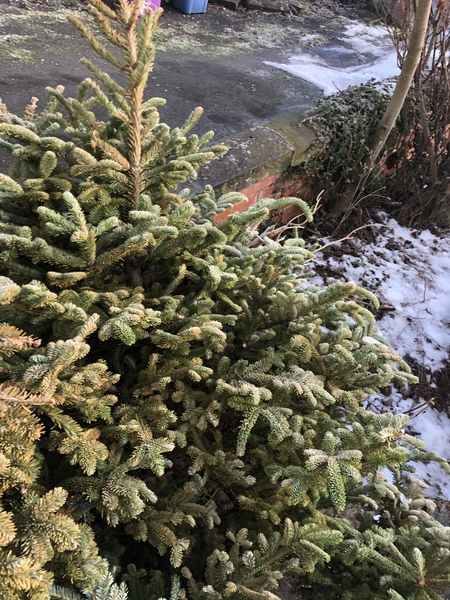 Has everyone decorated and put their real tree up yet?