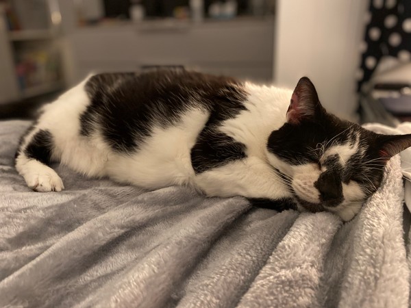 How old is your cat?