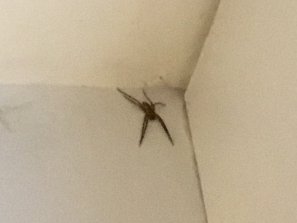 help WARNING: SPIDER PHOTO