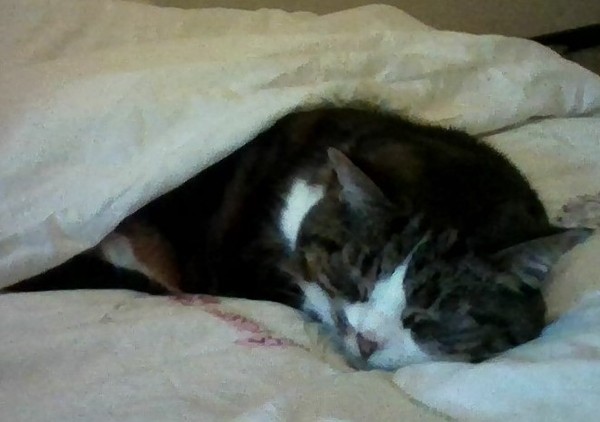 What inanimate objects bring your cat joy?