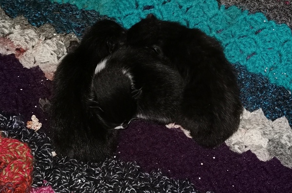 Meet my foster kitty