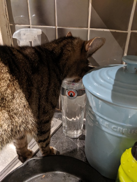 Is my cat being unreasonable