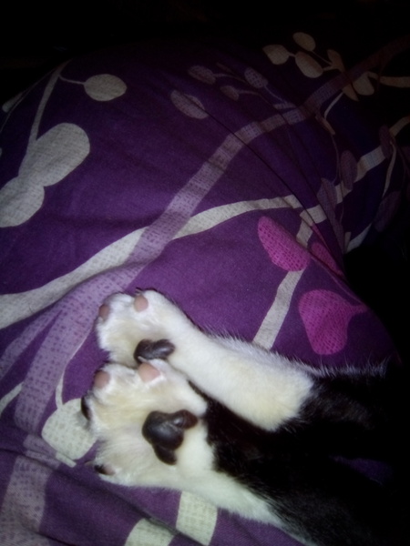 I find the paws of black and white cats, fascinating...