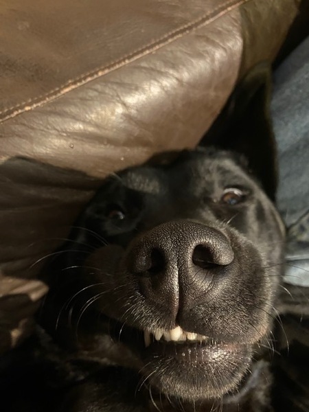 Westminstenders: Massive Rightwing Plot?