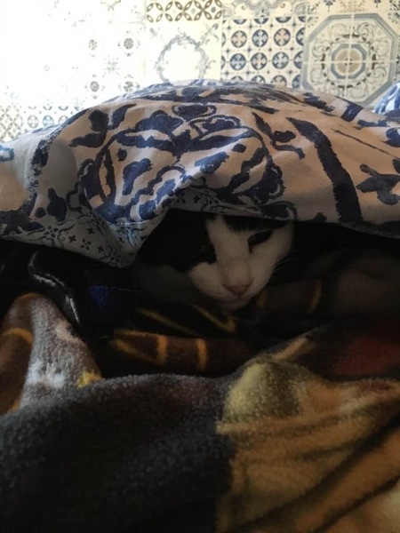 Westminstenders: Dissolved.