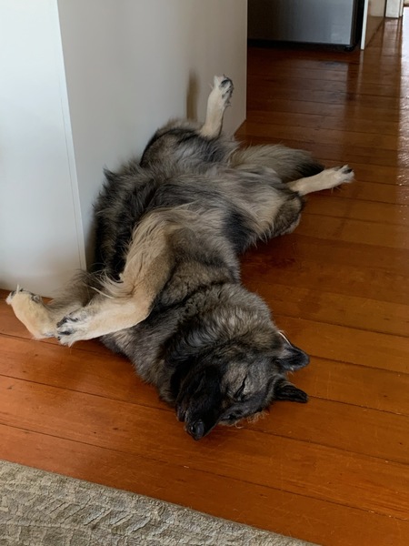 Tell me the names of female dogs you know please!