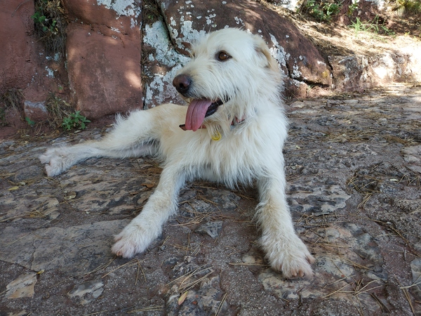 Tell me the names of female dogs you know please!