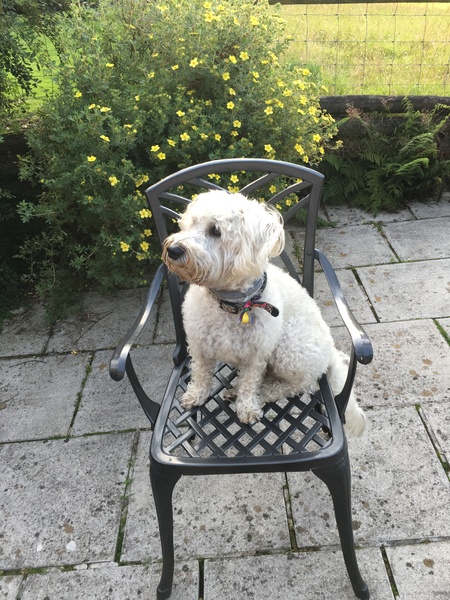 Pictures of our dogs...