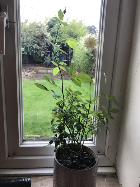What’s the name of this rose?