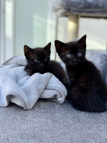Help name our new kitten, please!