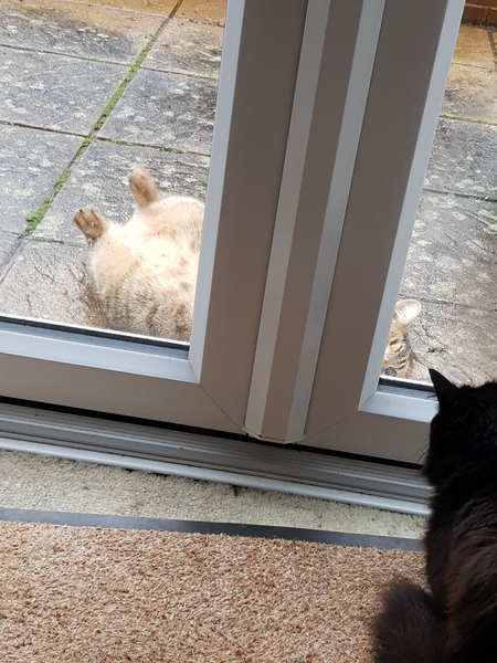 Next door's -thug- cat