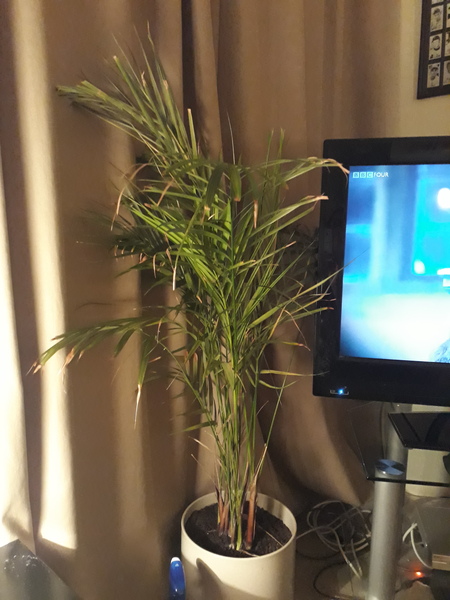 What's wrong with my plant