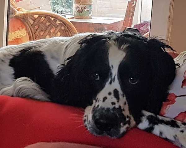 Tell me about having a dog.