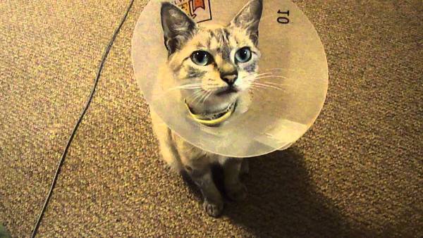 Catflap company say I have a defective cat. Vet says I have a defective catflap - who is right?