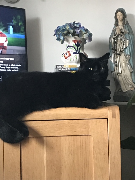 How old is your cat?