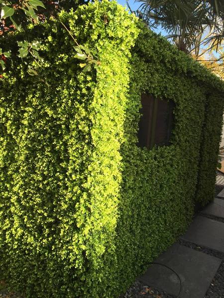 Artificial green wall covering.
