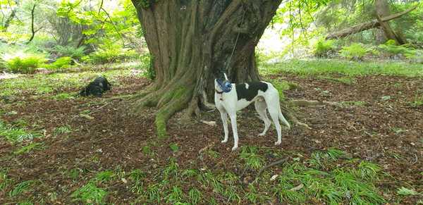 Have you got a rescue dog? Especially a greyhound, lurcher or whippet? Advice please....