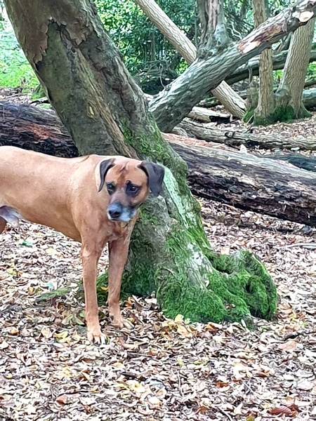My dog is best dog