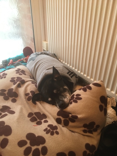 Dog being PTS tomorrow hand hold?