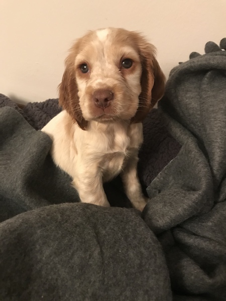 Puppy Support Group 2