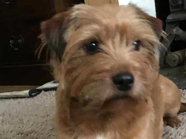 I'm feeling low, so share in the joy of my dog 🐶