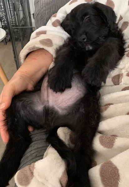 Puppy Support Group 2