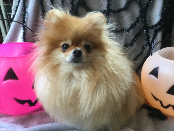 My dog is best dog