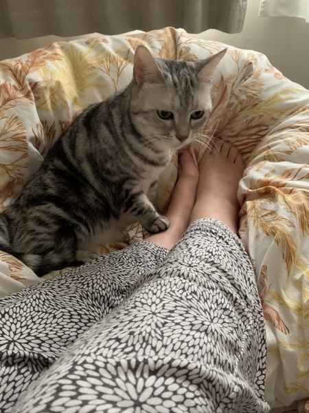 What to do with elderly neighbours hungry cat?