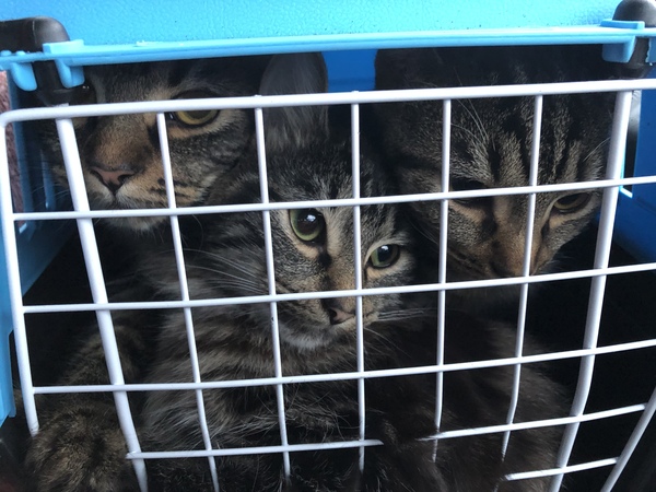 Cat chat - The Ollie and Paws show, with extra Little K drama