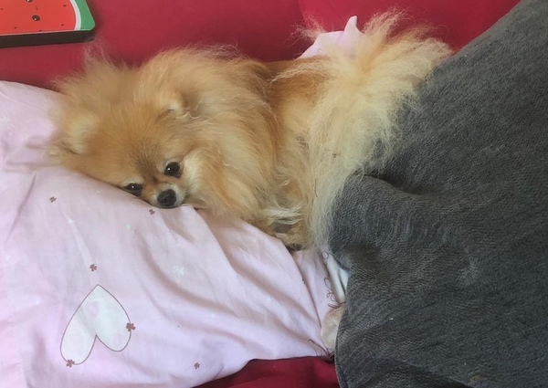 I'm feeling low, so share in the joy of my dog 🐶