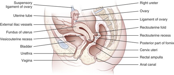 But where did the tampon go?