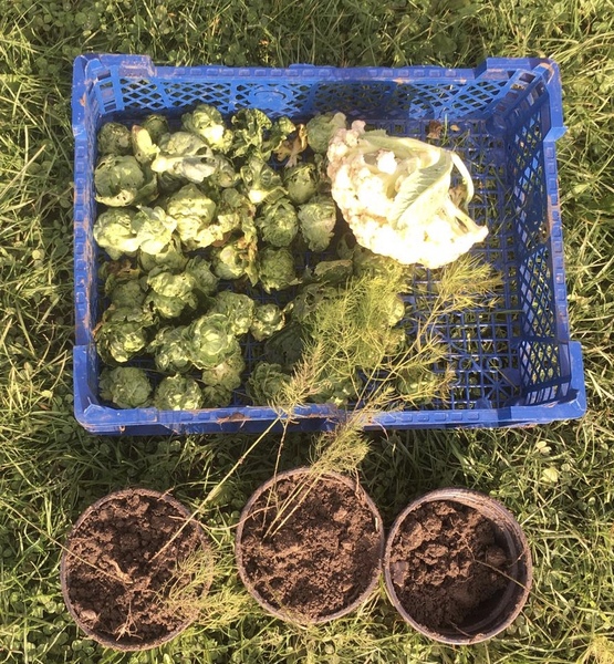 Allotment/Veg Patch Thread 14 ! growing into summer