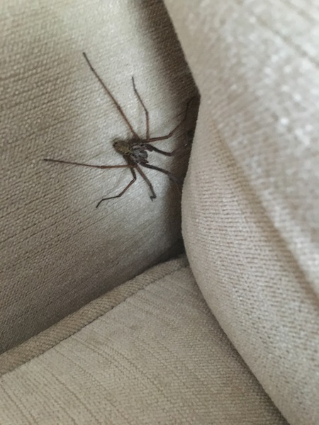 help WARNING: SPIDER PHOTO