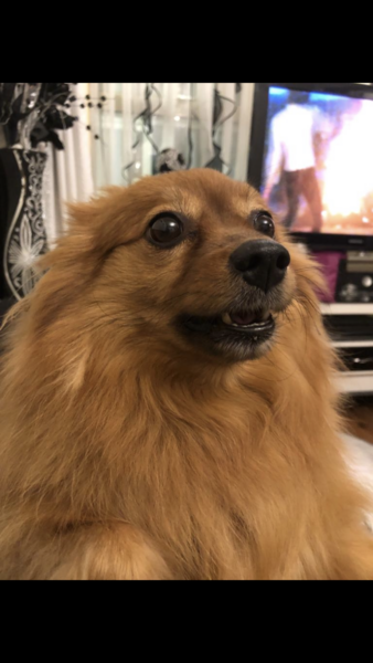 Tell me the names of female dogs you know please!