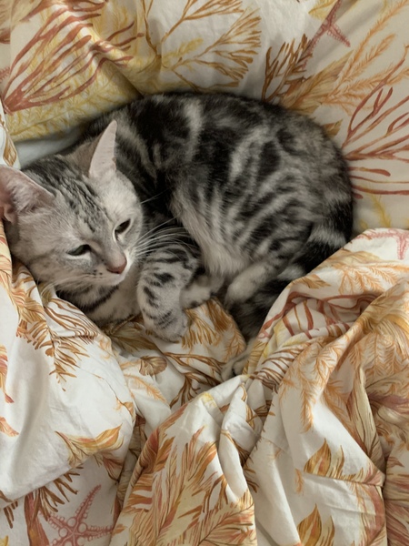 What to do with elderly neighbours hungry cat?