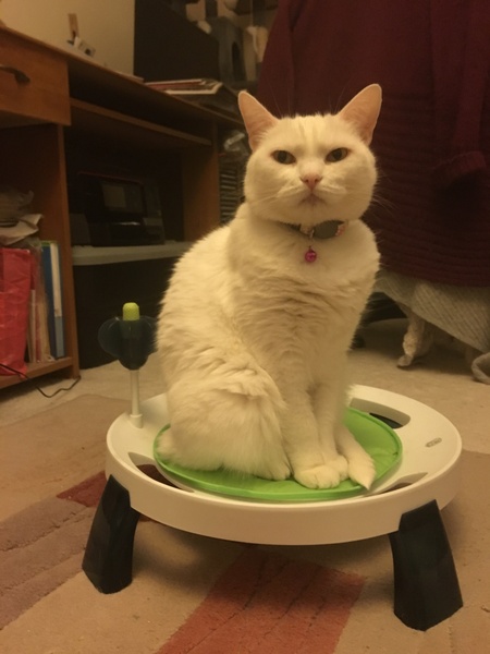 How old is your cat?