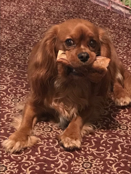 Aibu to ask what your pets online dating profile would look like?