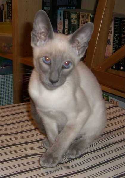 Thyroid problems in cat
