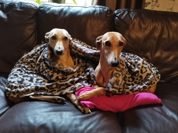 Have you got a rescue dog? Especially a greyhound, lurcher or whippet? Advice please....