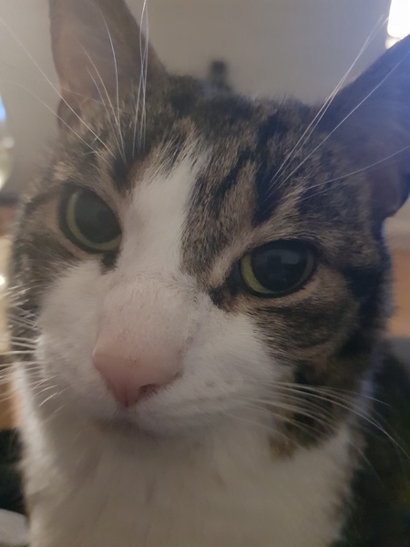 To think that generally, dogs have bigger personalities than cats?