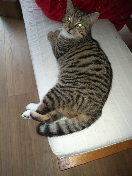 Cat chat - The Ollie and Paws show, with extra Little K drama