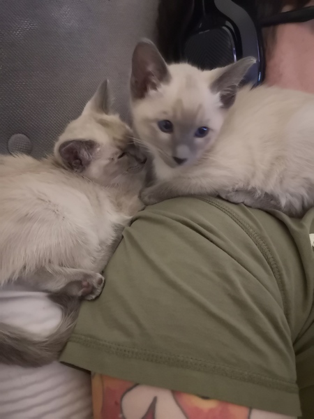 Help name our new kitten, please!