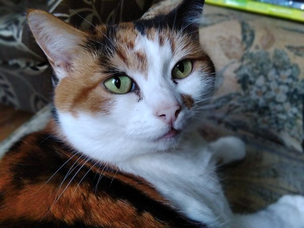Cat chat - 100 slave tips