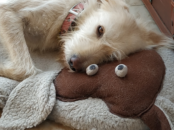 My dog is best dog