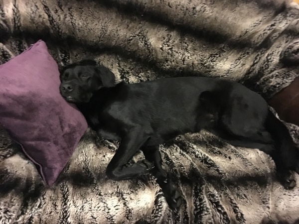 Pictures of our dogs...