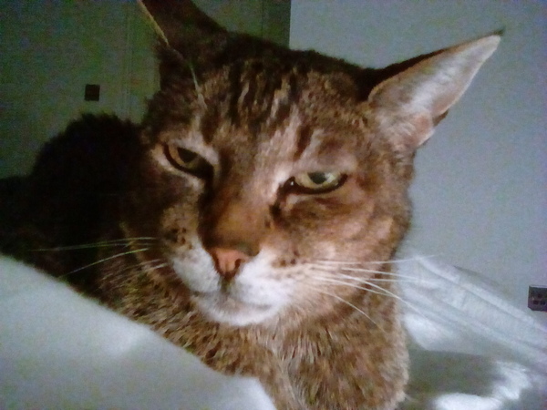 Anyone else have an elderly cat ours is 21!!