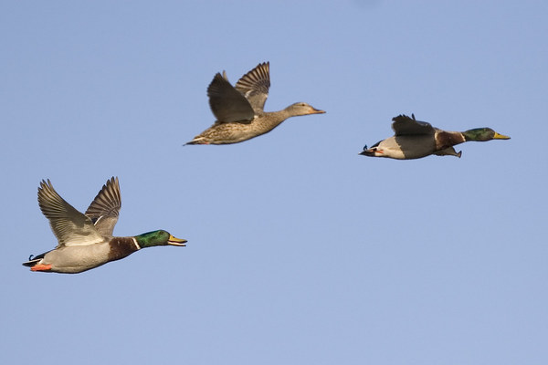 Do these ducks need to be lower?